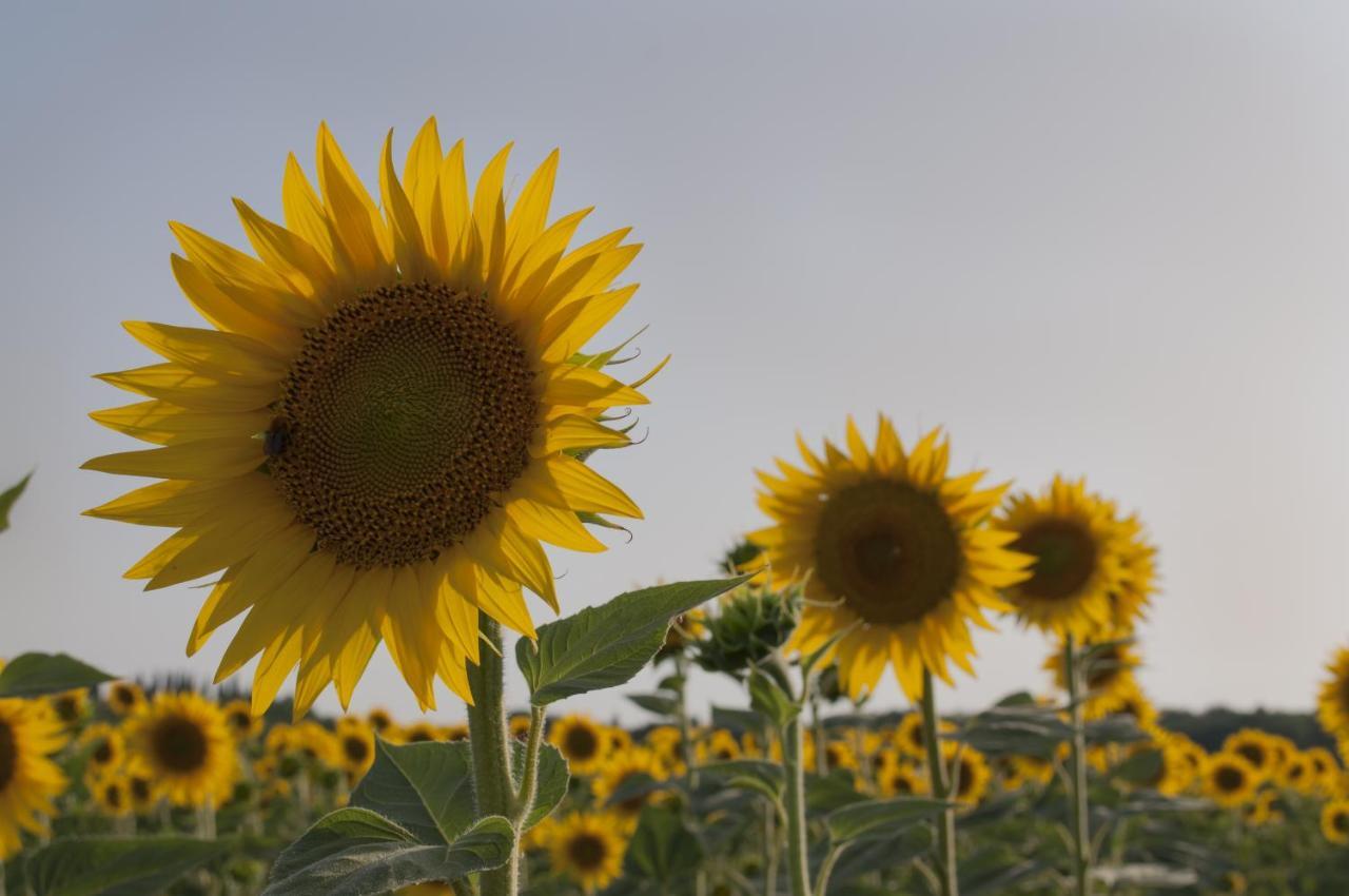 Al Centro Della Toscana Poggibonsi Kültér fotó